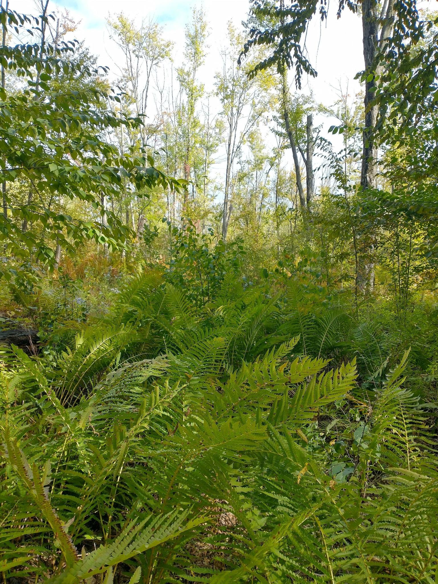 Lush green ferns cover a sunlit forest floor with tall trees.
