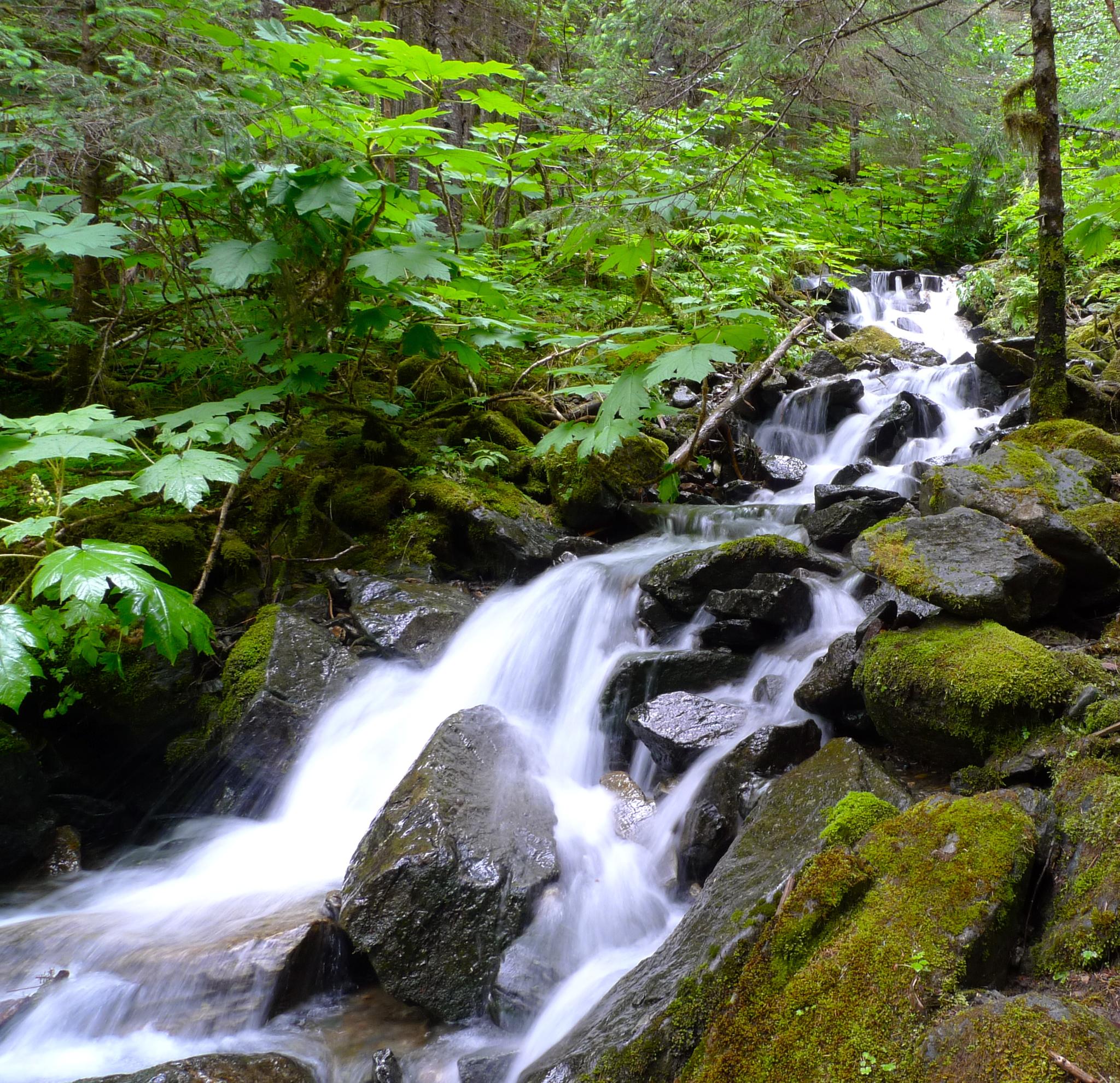A clear stream cascades over mossy rocks in a lush green forest.