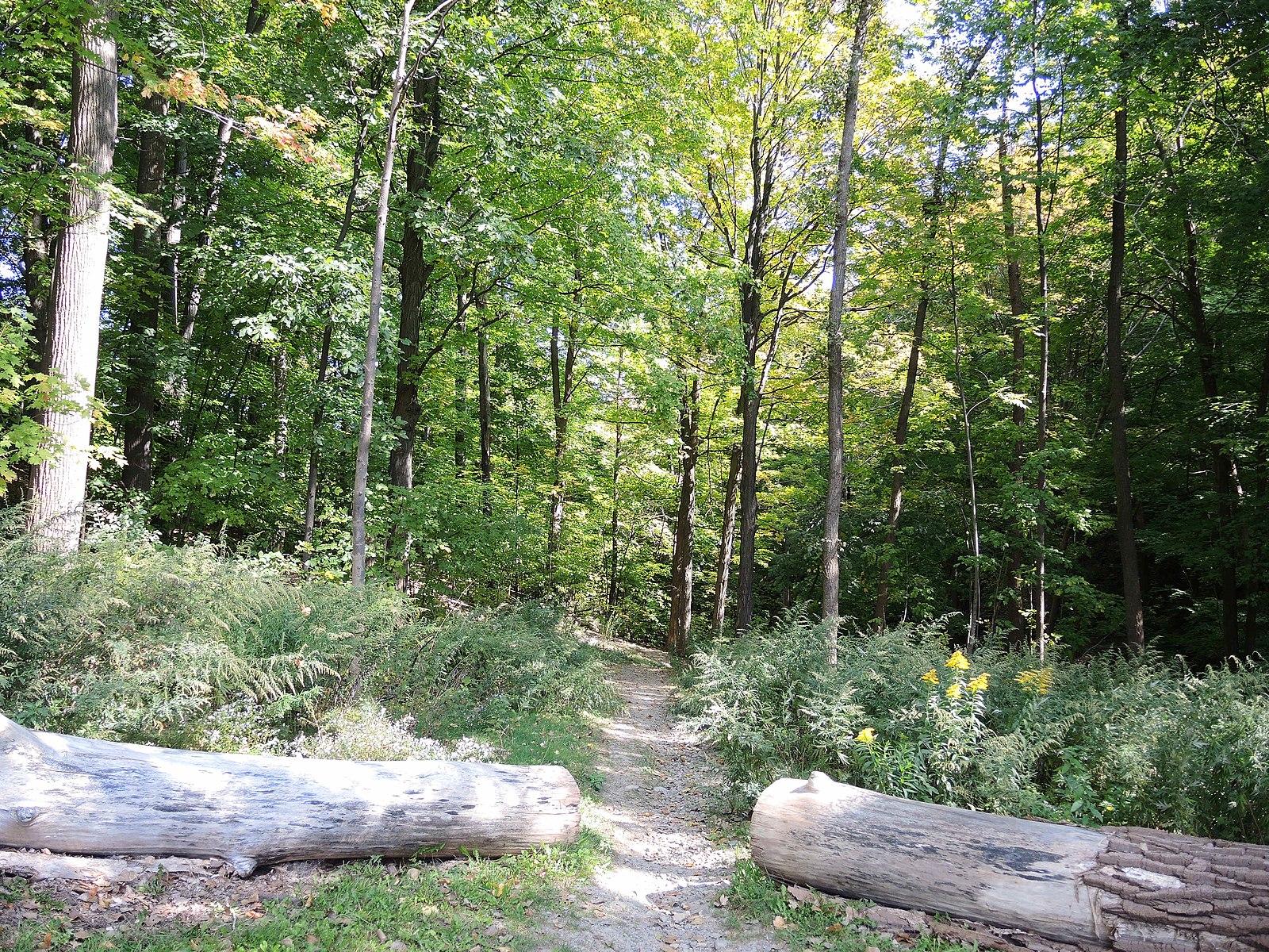 A sunny forest path blocked by two large fallen logs.