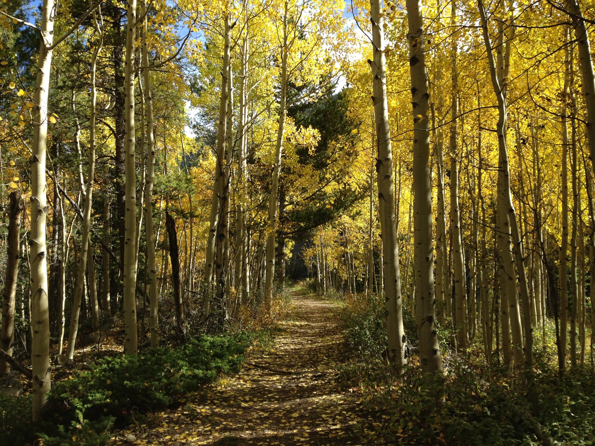 A sunlit dirt path winds through a dense forest of vibrant yellow aspen trees.