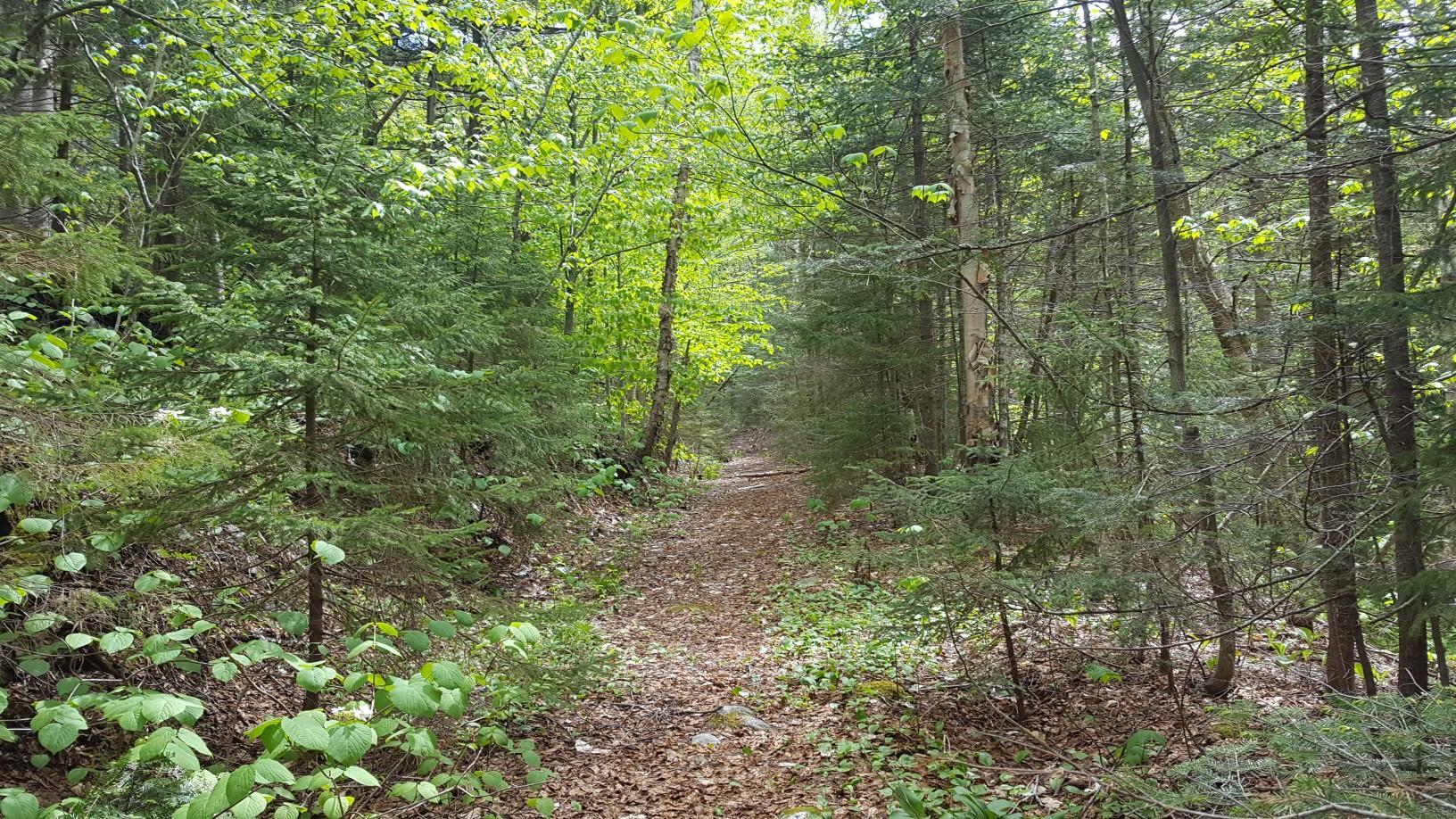 A narrow, leaf-covered dirt path winds through a lush green forest.
