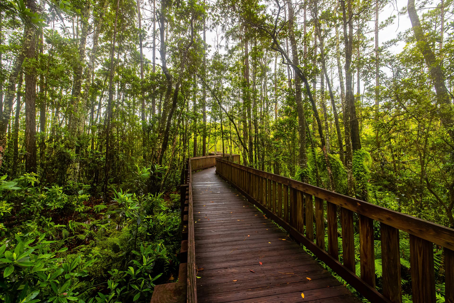 Winding wooden boardwalk through a lush, sun-dappled green forest.