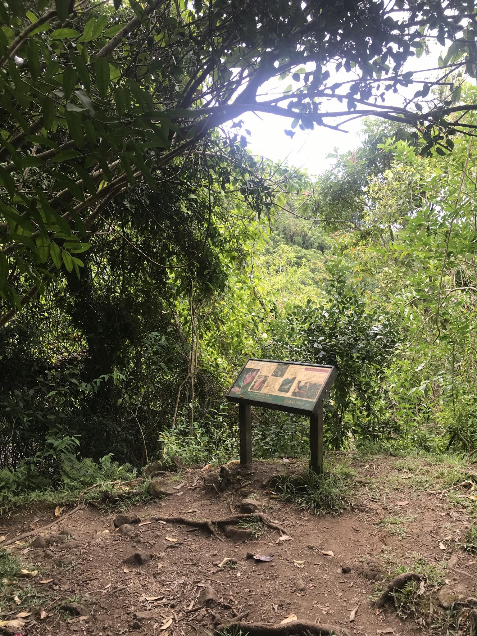 A wooden interpretive sign on a dirt path in a sunlit forest.