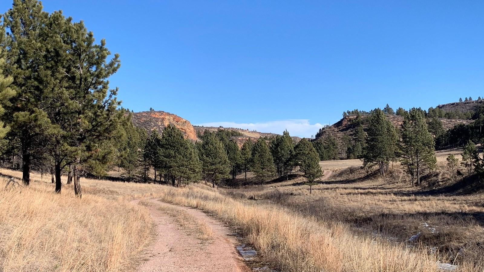 A dirt path winds through dry golden grass with pine trees under a clear blue sky.