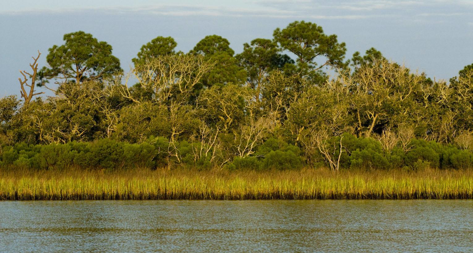 Water, marsh grass, and dense trees under a bright sky.