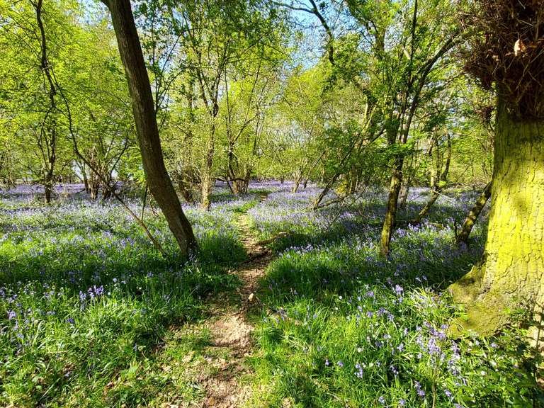 Wychwood Way: Ramsden and North Leigh Circular | hike | Komoot