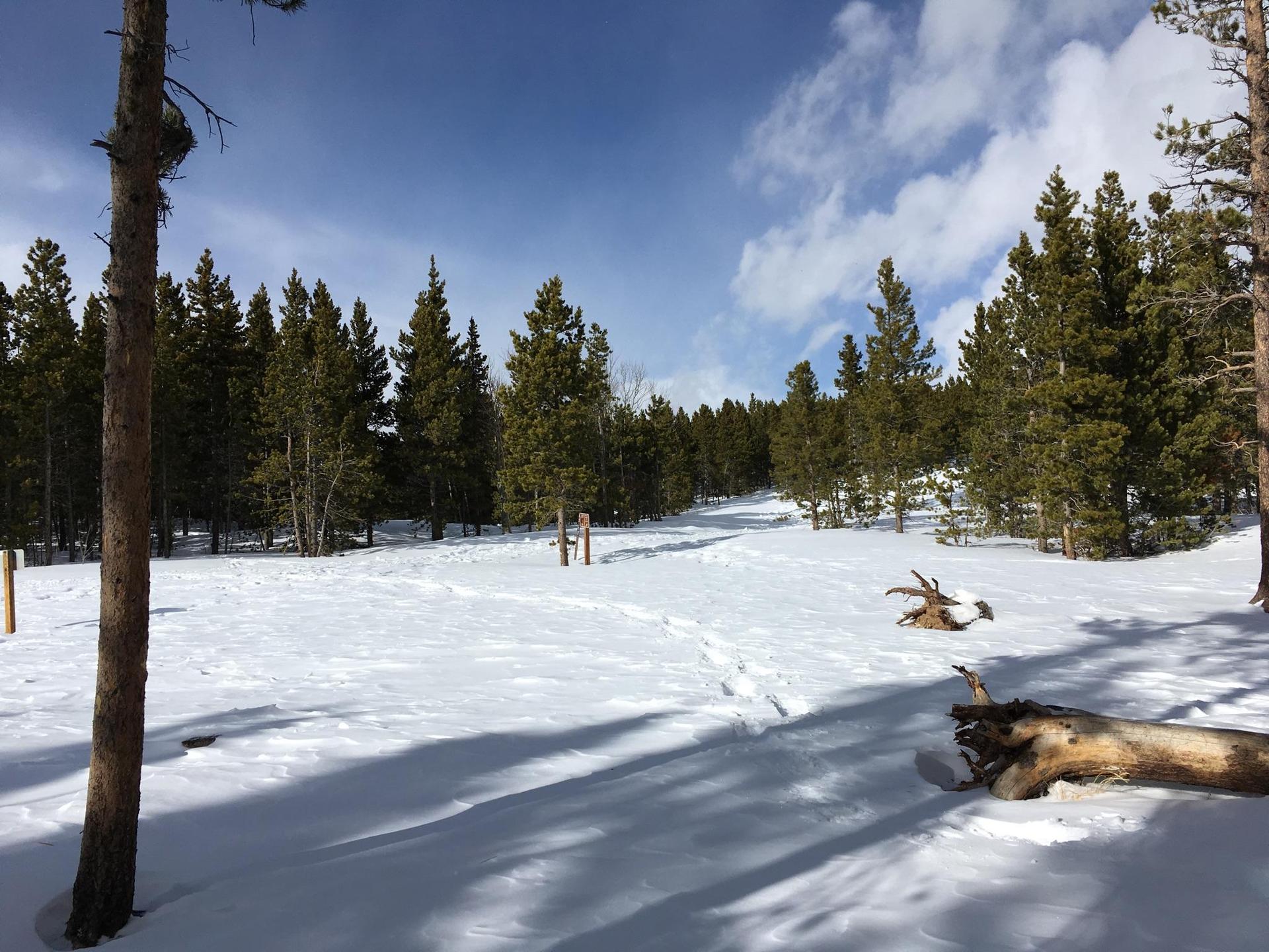 Sunny snow-covered clearing in a pine forest with long tree shadows.