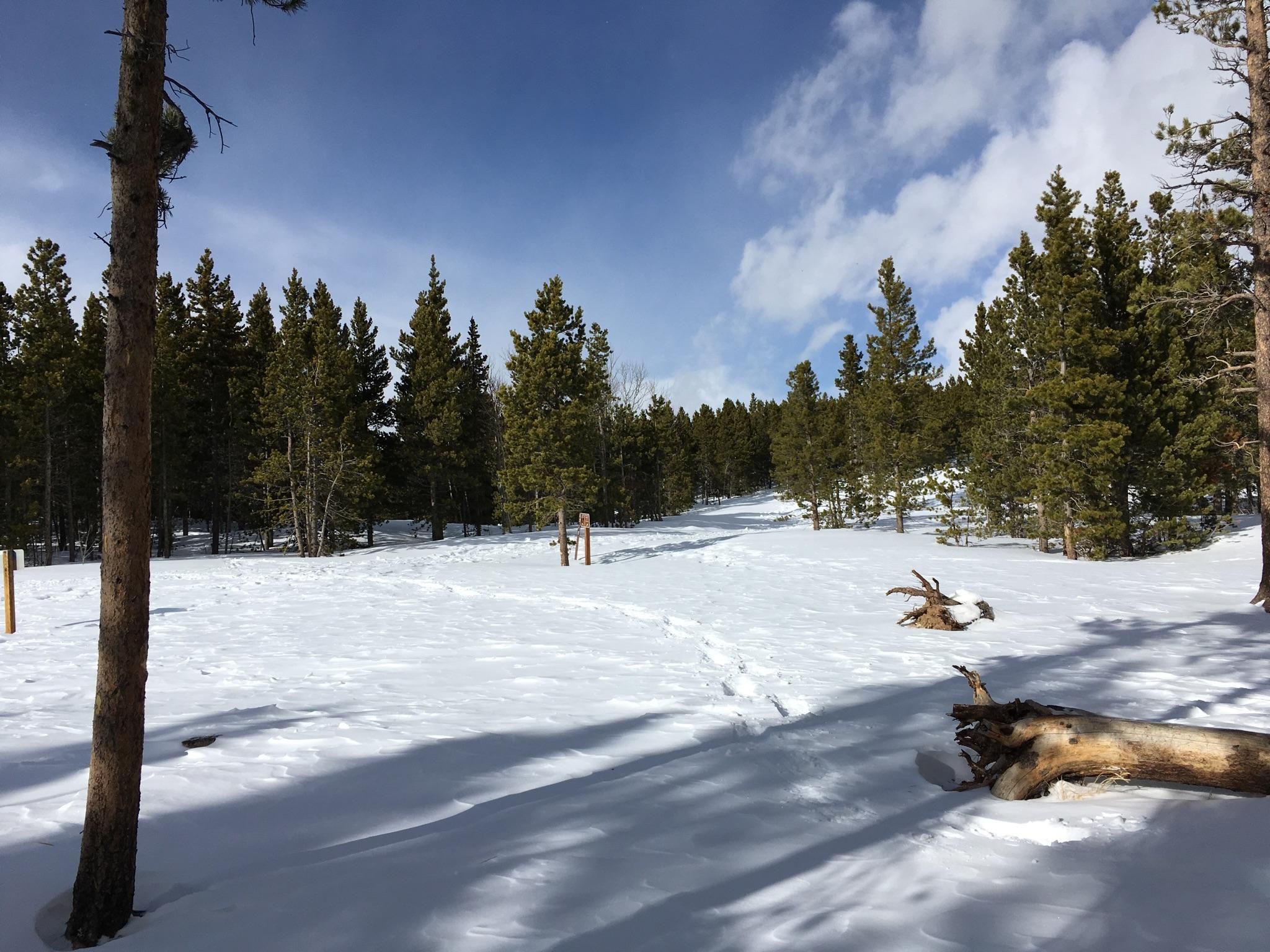 Sunny snow-covered clearing in a pine forest with long tree shadows. - West Magnolia Loop Trail