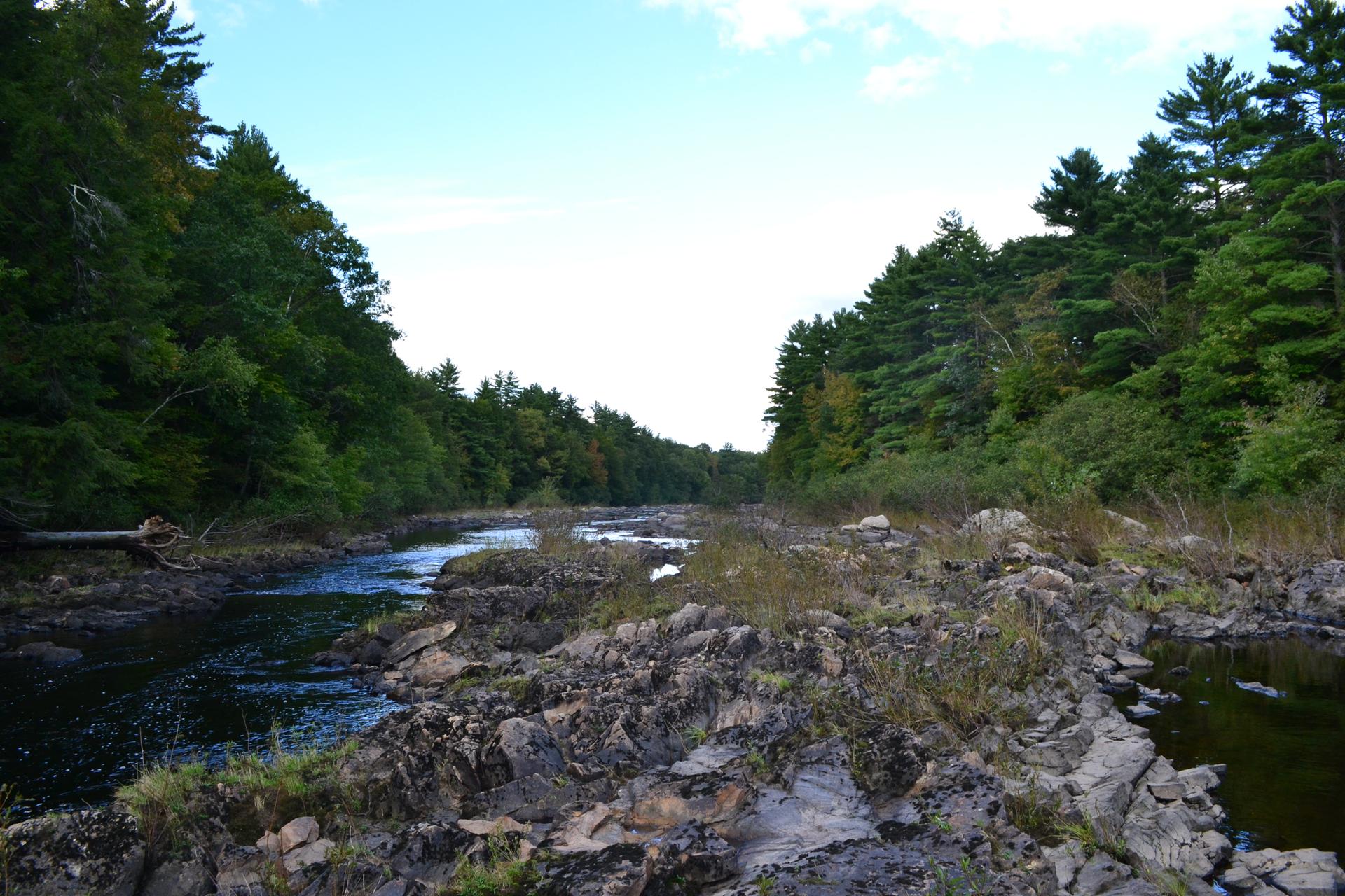 A rocky river flows through a dense evergreen forest under a bright sky.