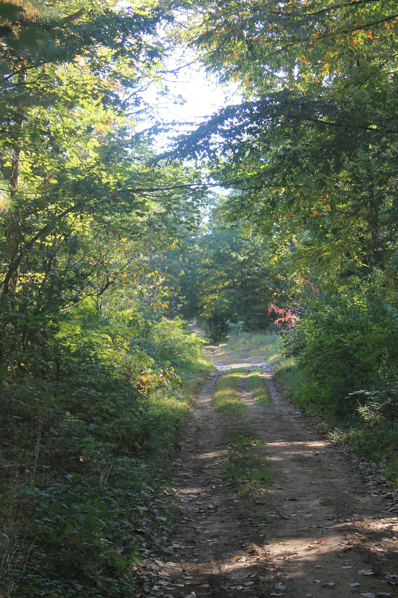 A sun-dappled dirt path winding through a dense green forest.