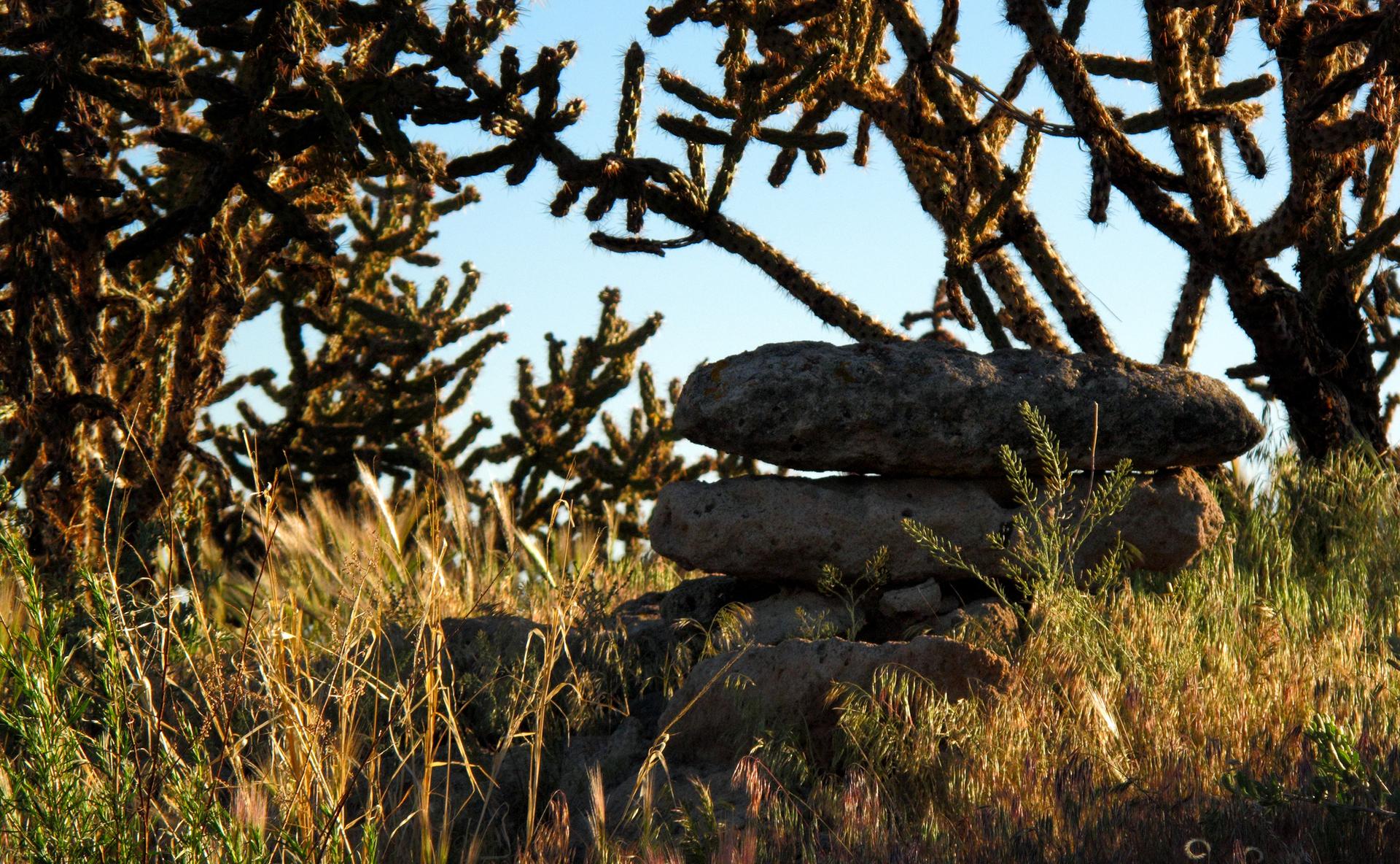 Stacked rocks in tall golden grass with spiky cholla cactus under warm light.