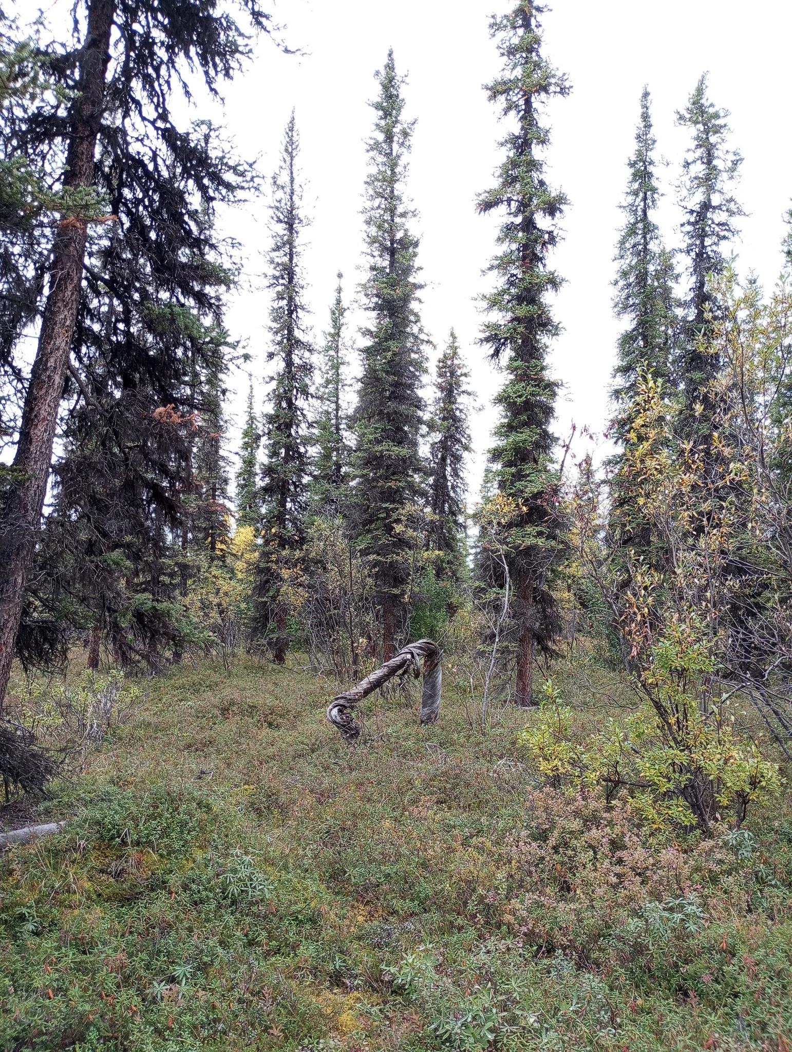 Dense evergreen forest with a fallen log and thick undergrowth under a bright sky.