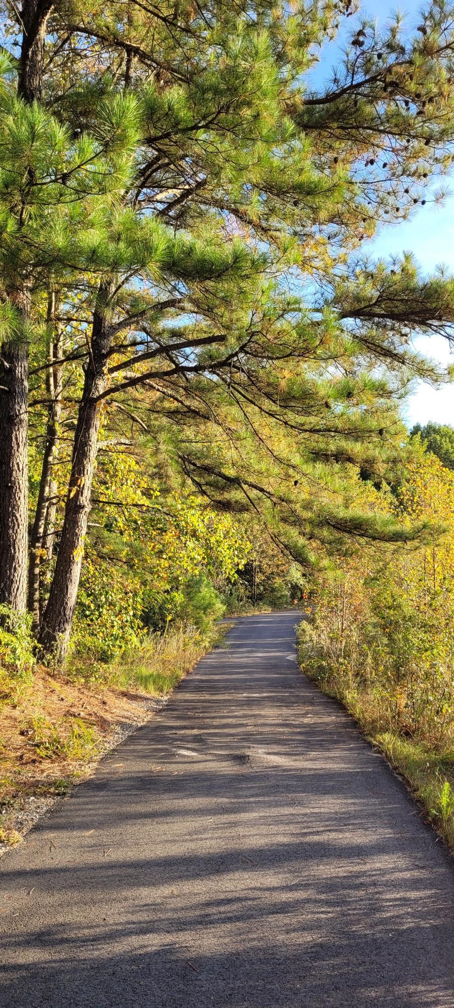 Paved path winding through sunlit autumn trees with long shadows.