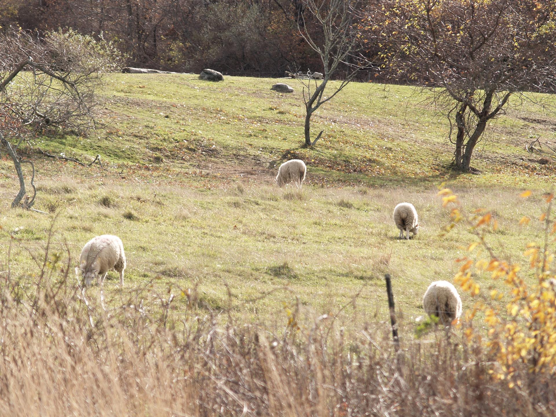 Four sheep graze on a grassy, autumn hillside with sparse trees.