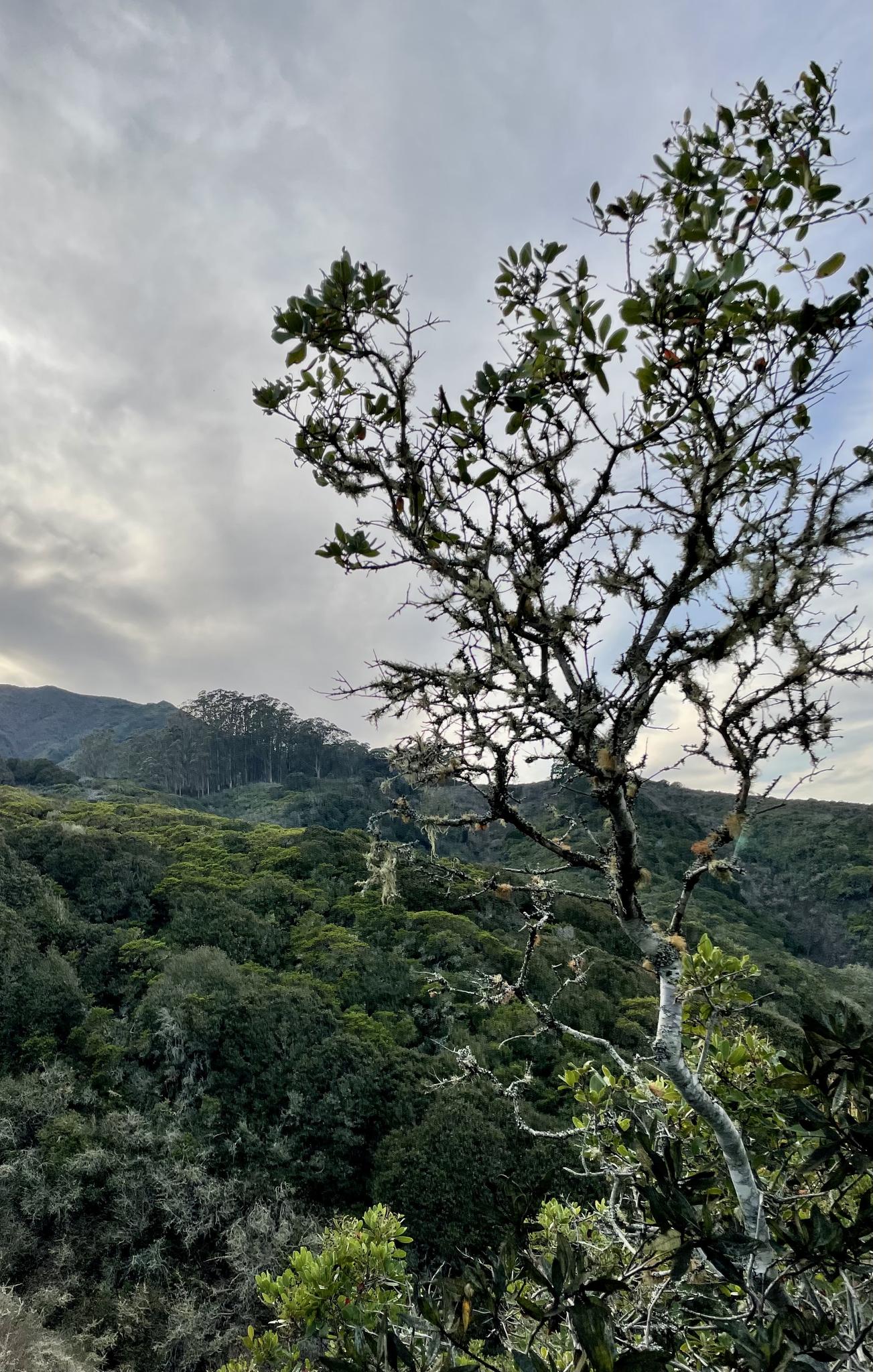 Gnarled tree with lichen overlooks a dense green forest under an overcast sky.
