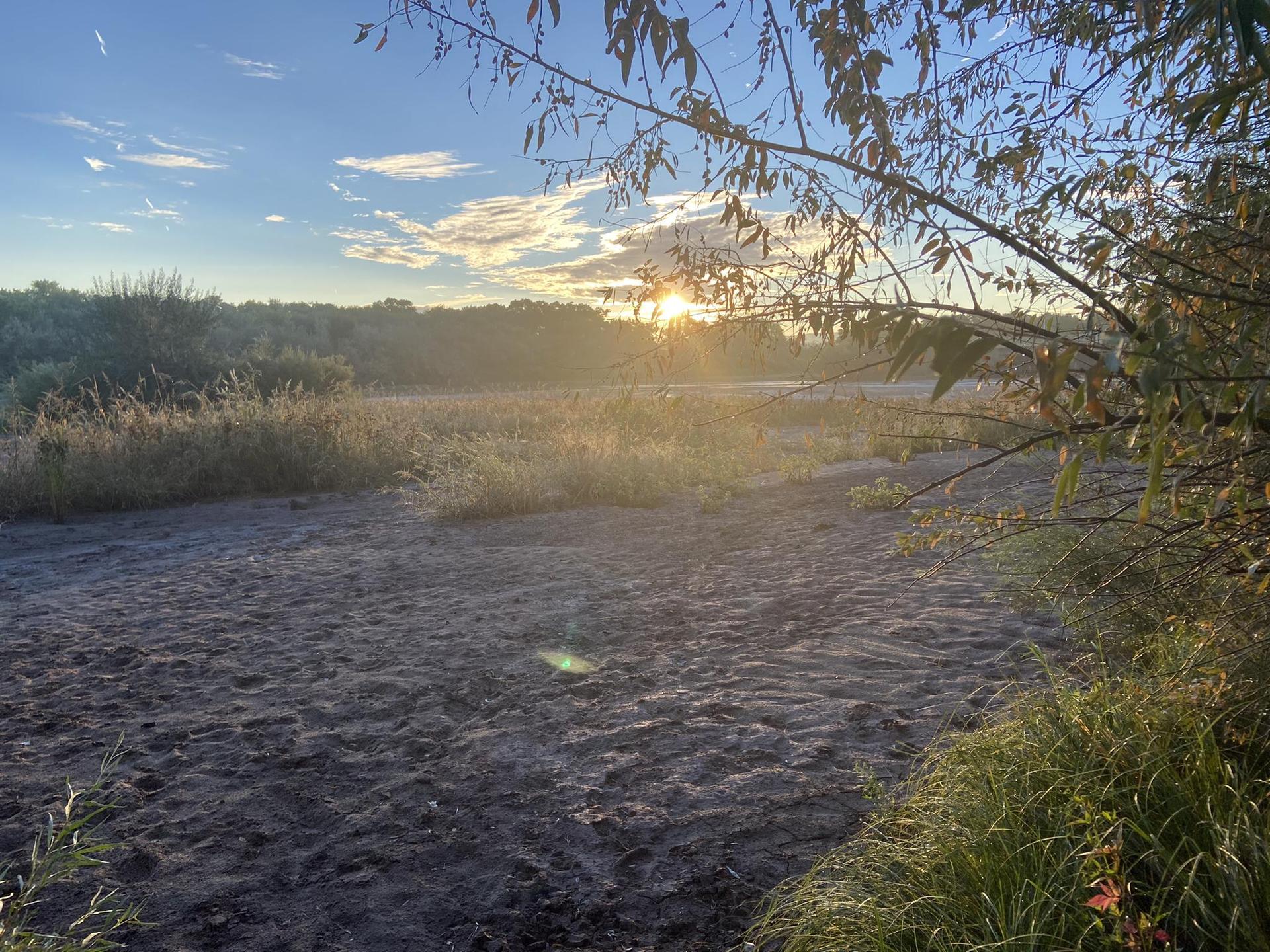 Golden sunrise over a vast grassy field with trees in the distance.