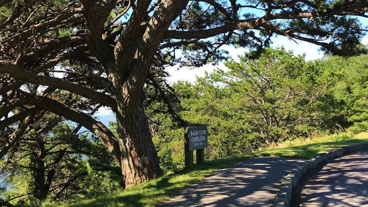Gnarled tree branches overhang a sunny paved path with a wooden sign.