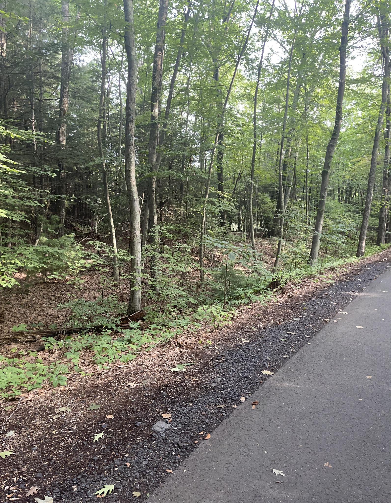Paved path next to a dense, green forest under bright daylight.