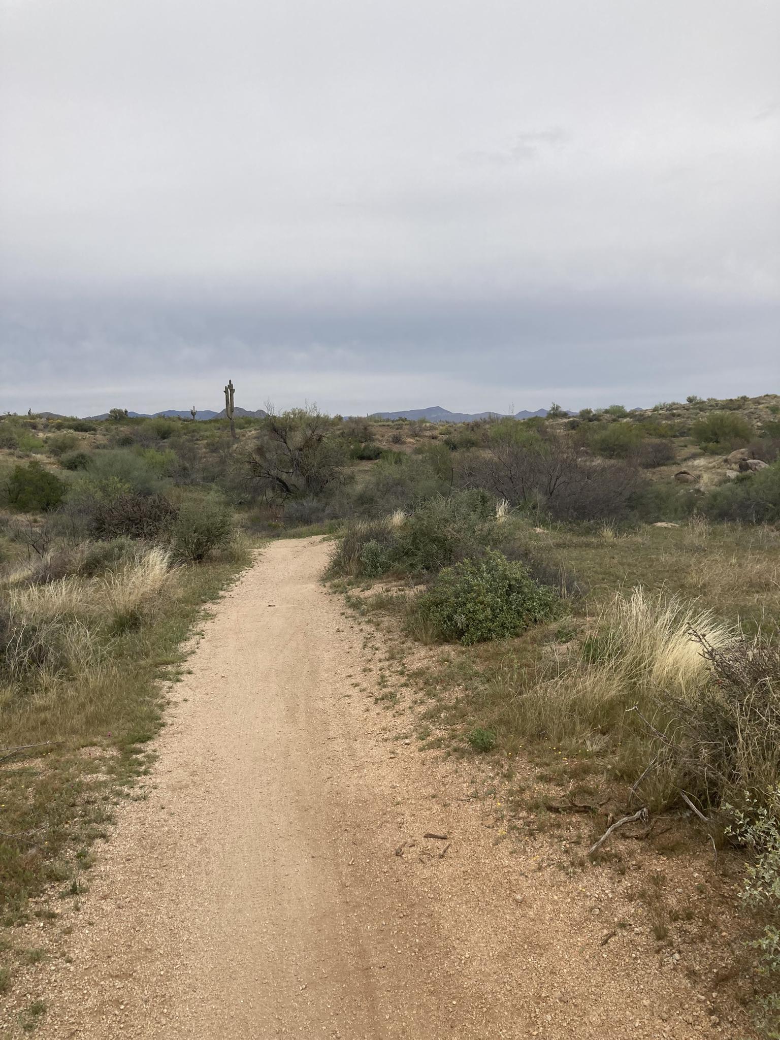 Dirt path through desert brush under an overcast sky.