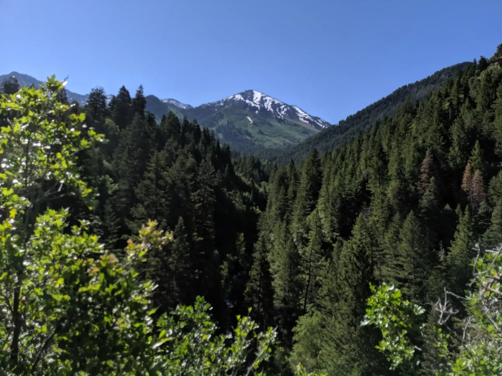 A snow-capped mountain peak rises above a dense green forest on a sunny day.
