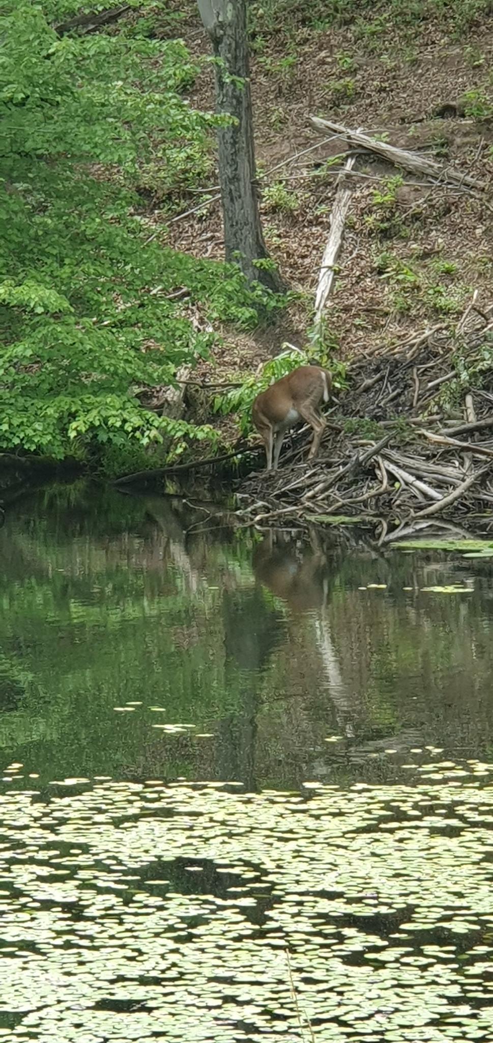 A deer stands at the edge of a lily pad-covered pond.