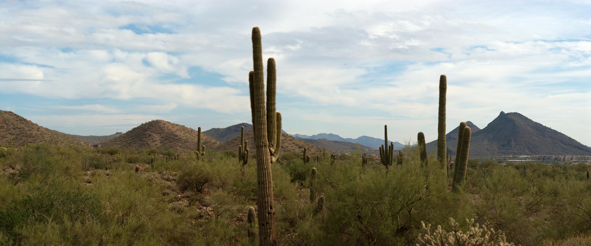 Desert landscape with saguaro cacti, rolling hills, and a partly cloudy sky.
