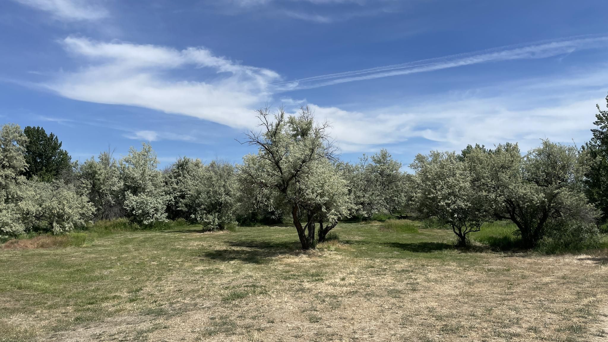 Bright day over a field with many silver-leafed trees and green grass. - Eagle Island Loop Trail
