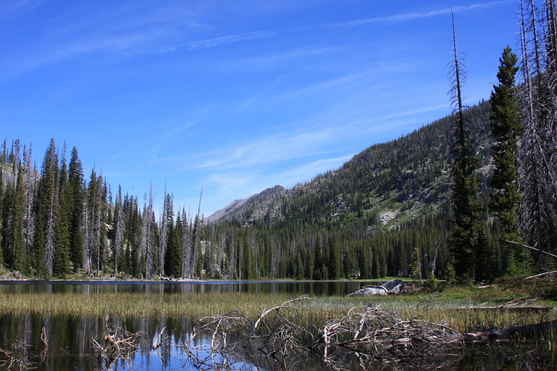 Calm lake reflecting blue sky, surrounded by dense evergreen forest and mountains.