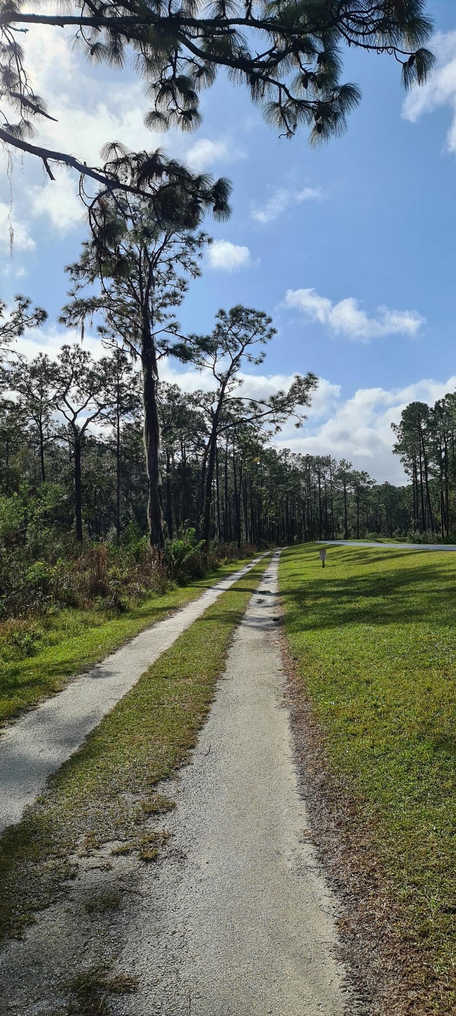 A dirt path winds through a sunny, grassy area bordered by tall trees.
