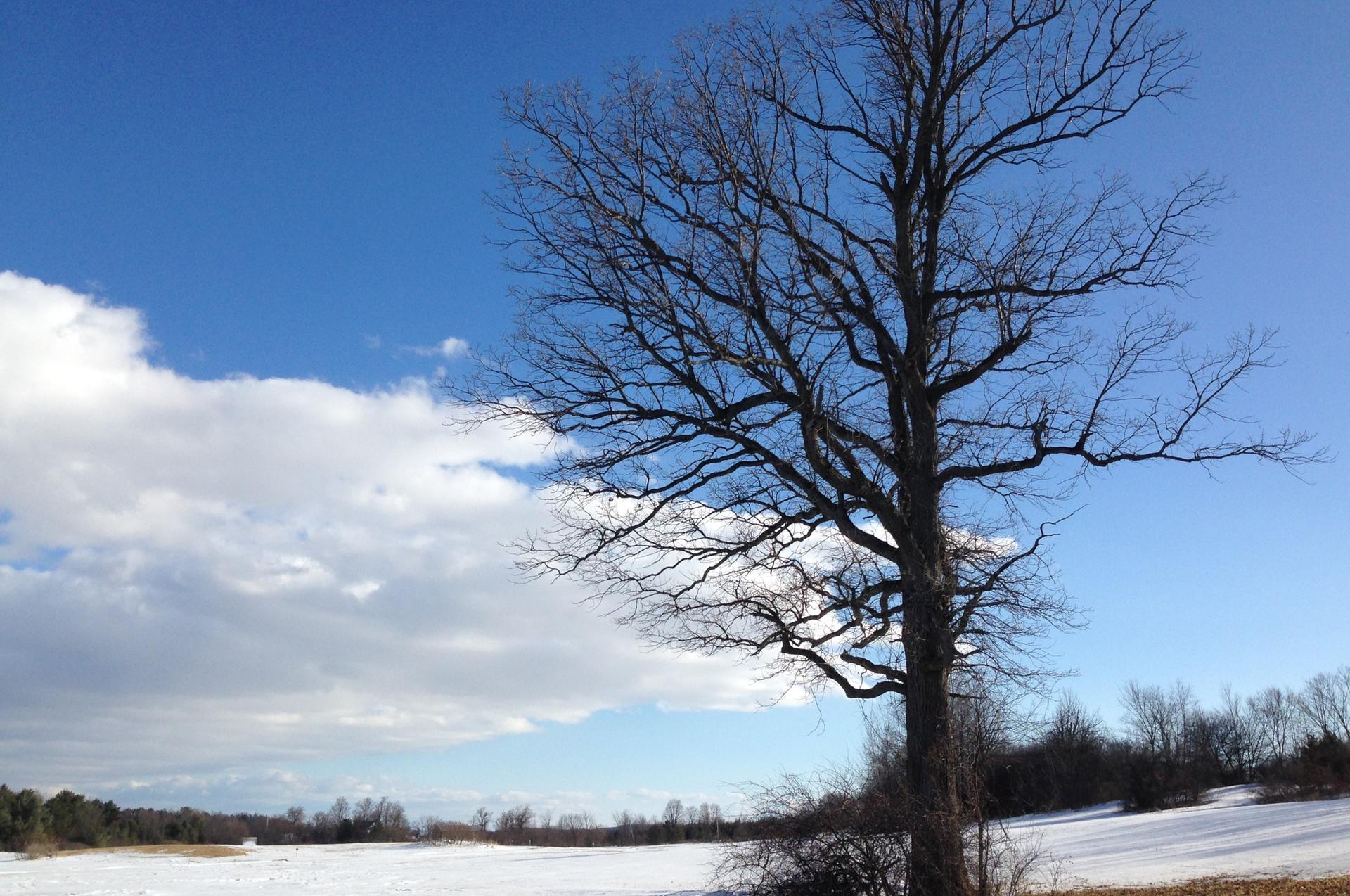 Bare tree standing in a snowy field under a bright blue sky with clouds.