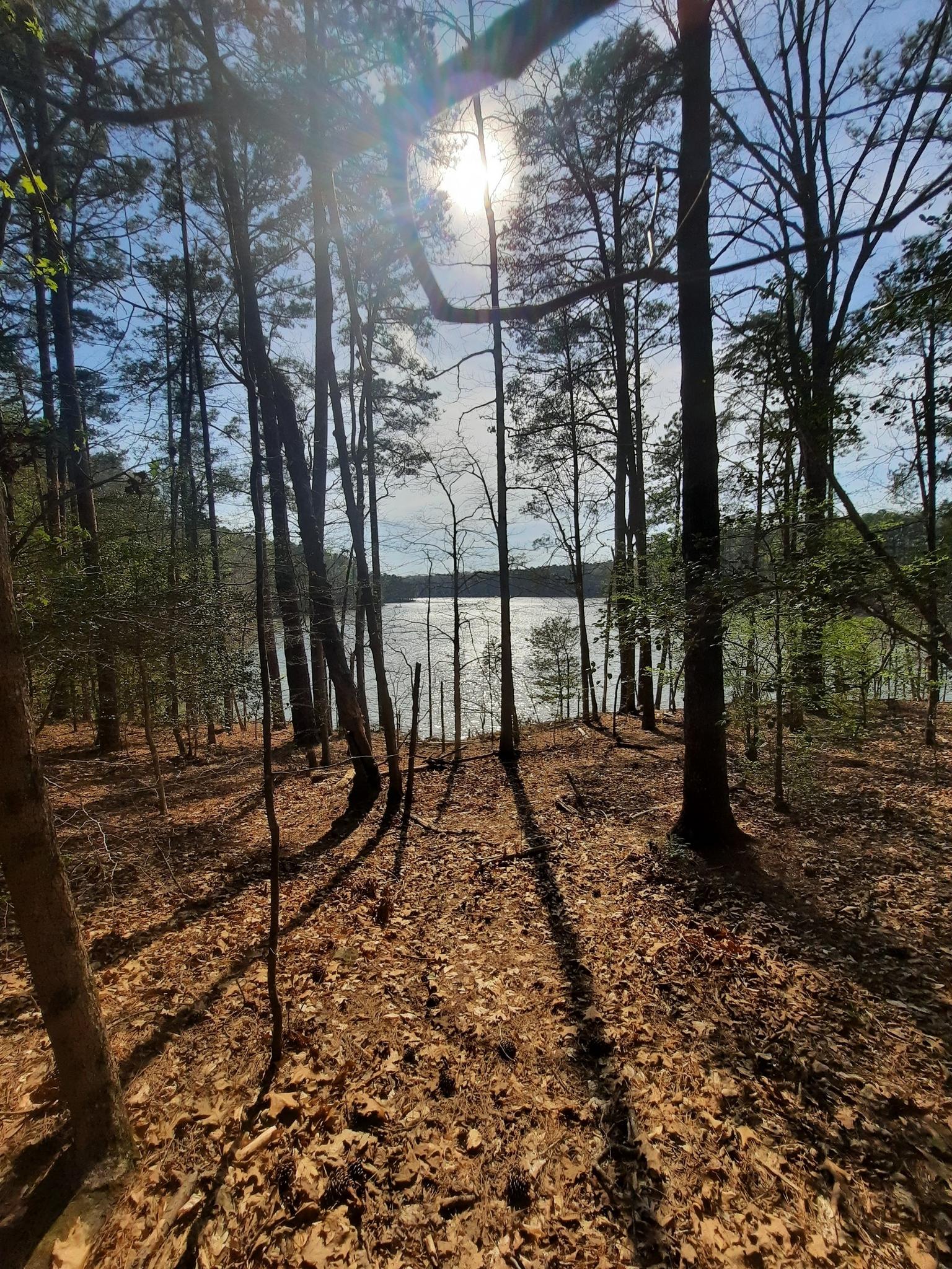 Sunlight streams through tall trees onto a forest path leading to a lake.
