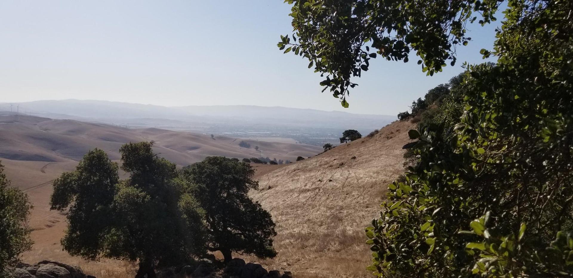 Hazy view of dry, rolling hills through foreground trees on a bright day.