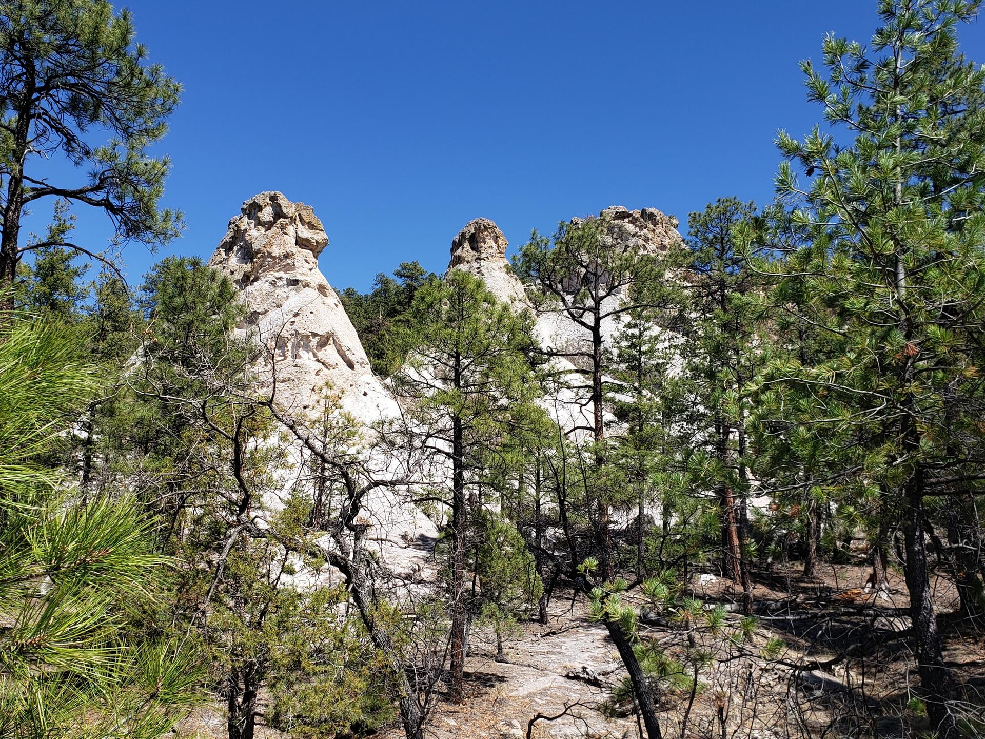 Several white rock formations rise among green pine trees under a clear blue sky.