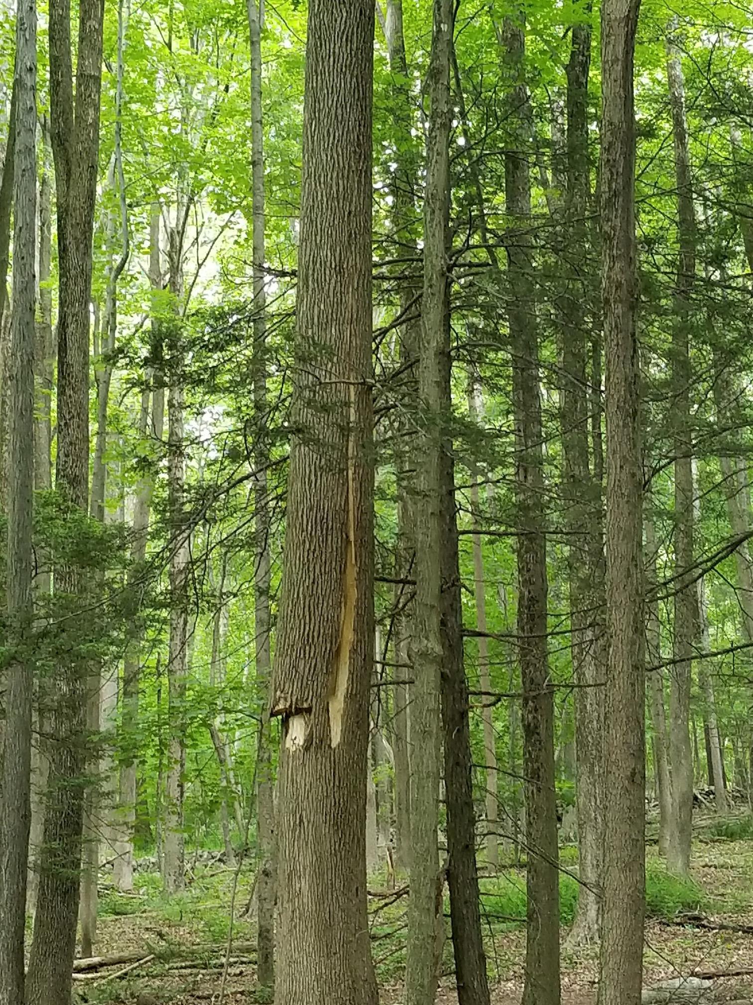 Tall trees with green leaves in a bright, dense forest, one scarred.