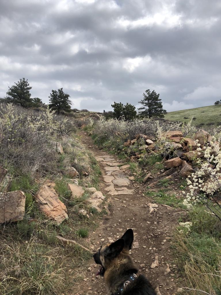 Dog on a rocky dirt path uphill under a cloudy sky.