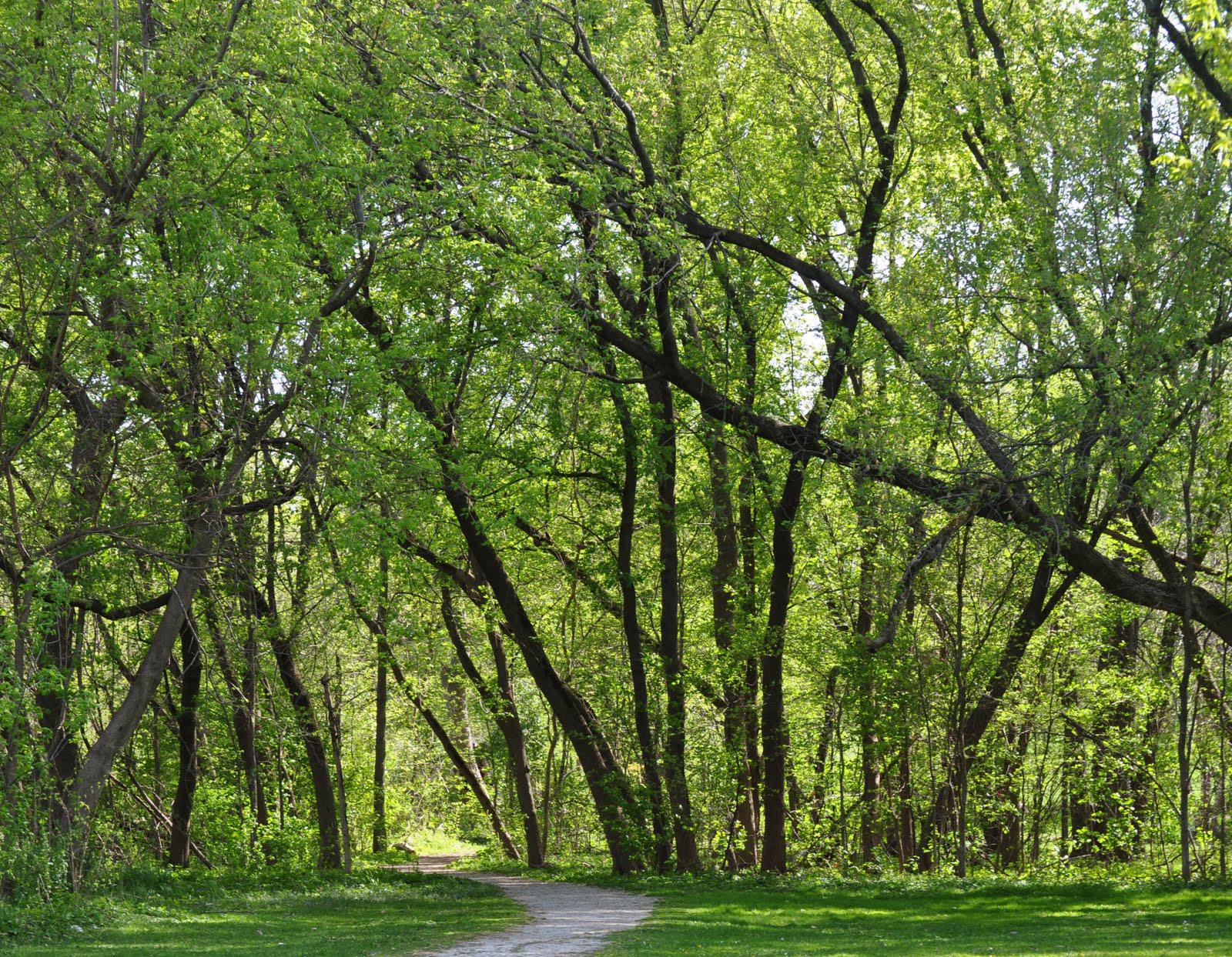 A dirt path leads into a sunlit forest with lush green trees.