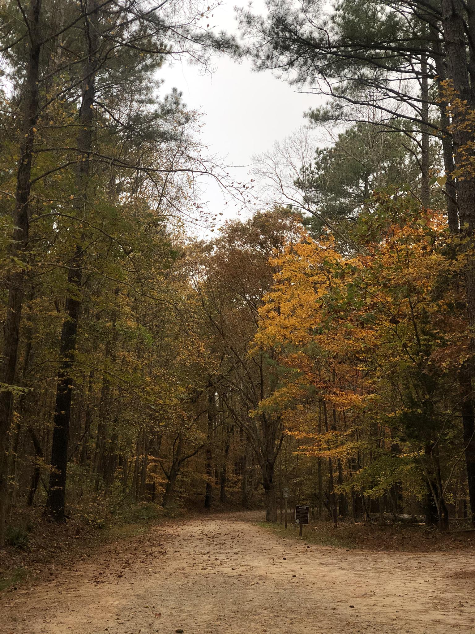 Overcast autumn forest with a leaf-strewn dirt path.