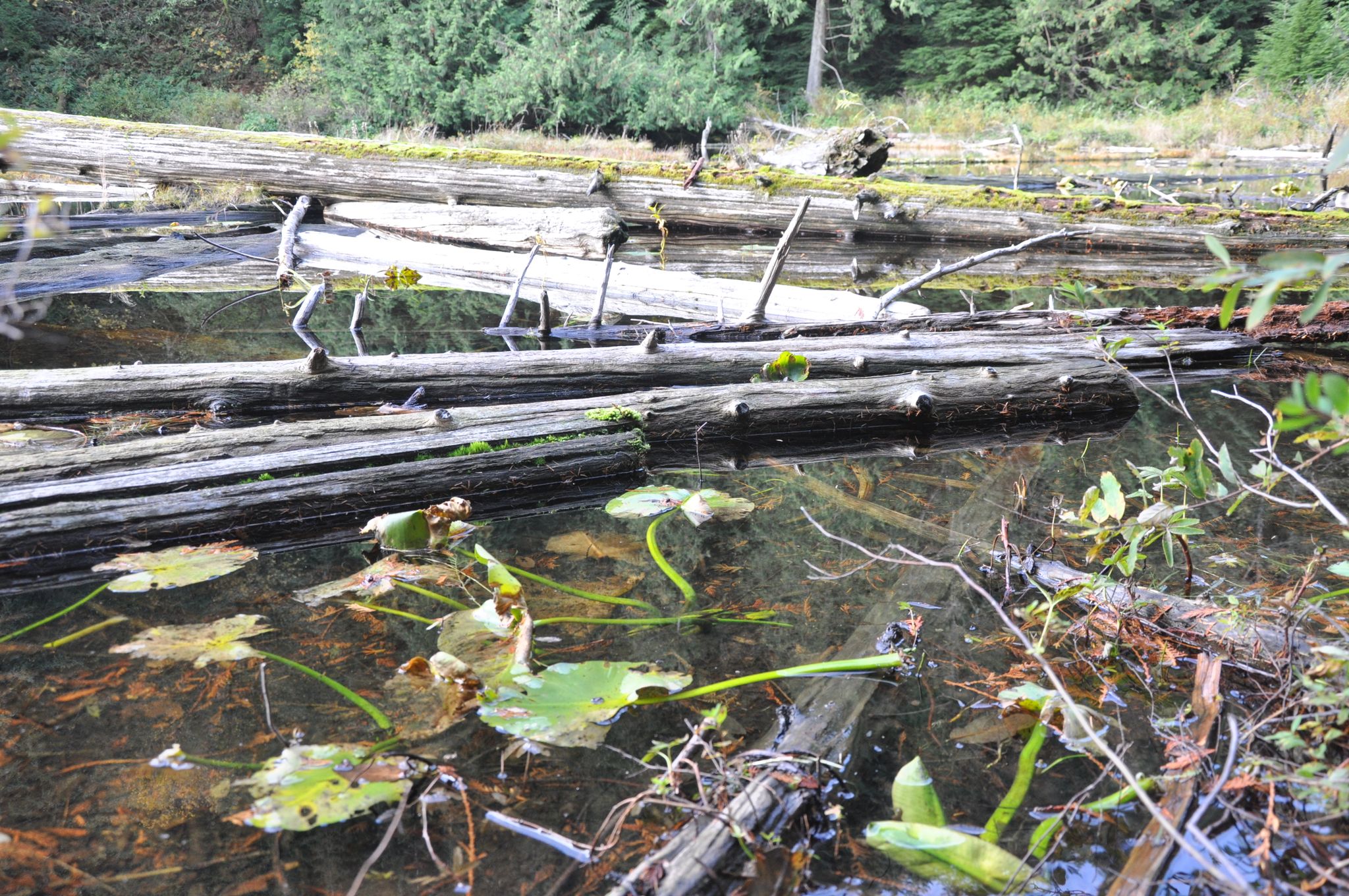 Fallen logs and lily pads float in a calm, forested pond. - South Lost Lake Trail
