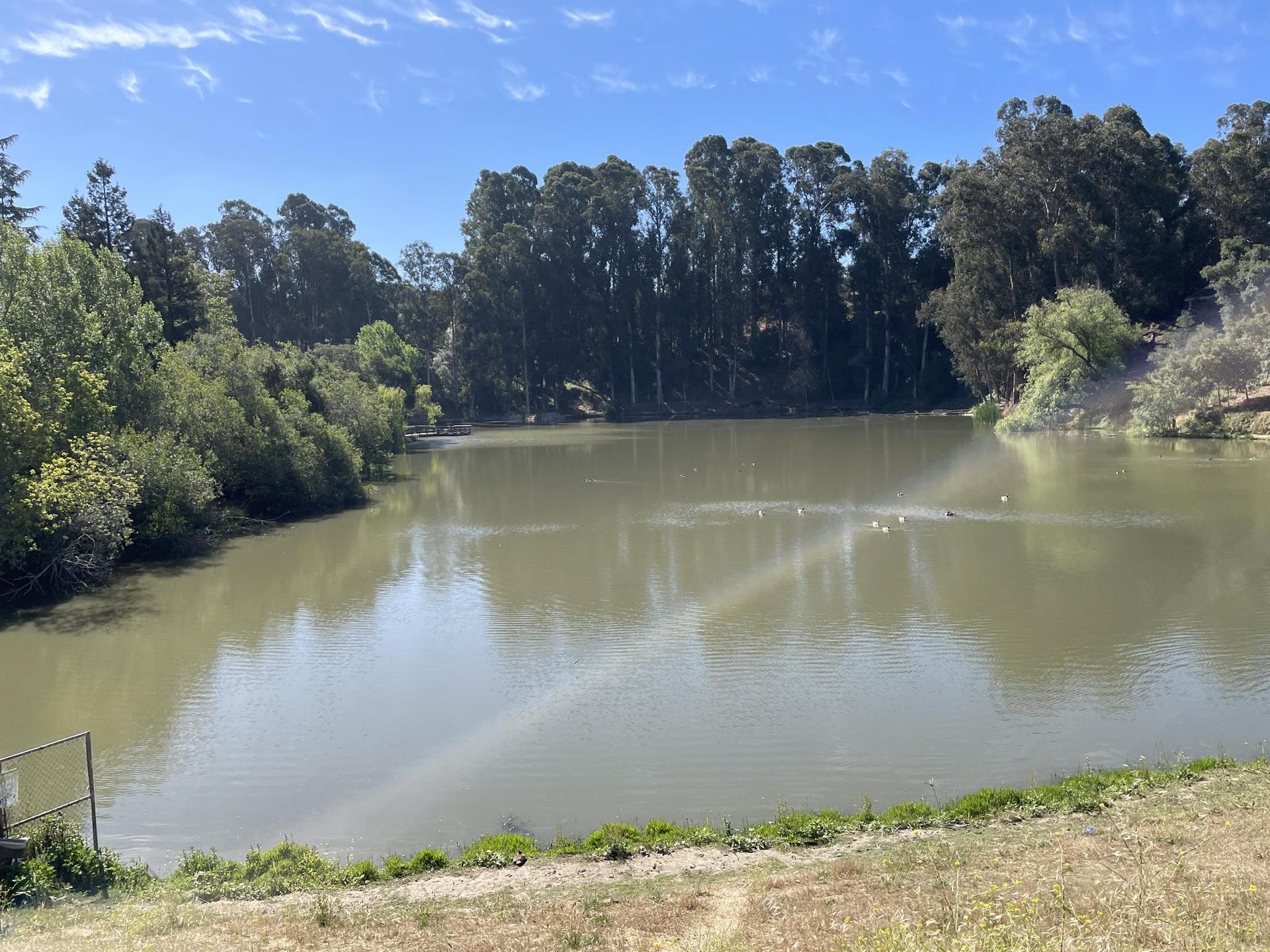 Calm lake with ducks, surrounded by dense green trees under a sunny sky.