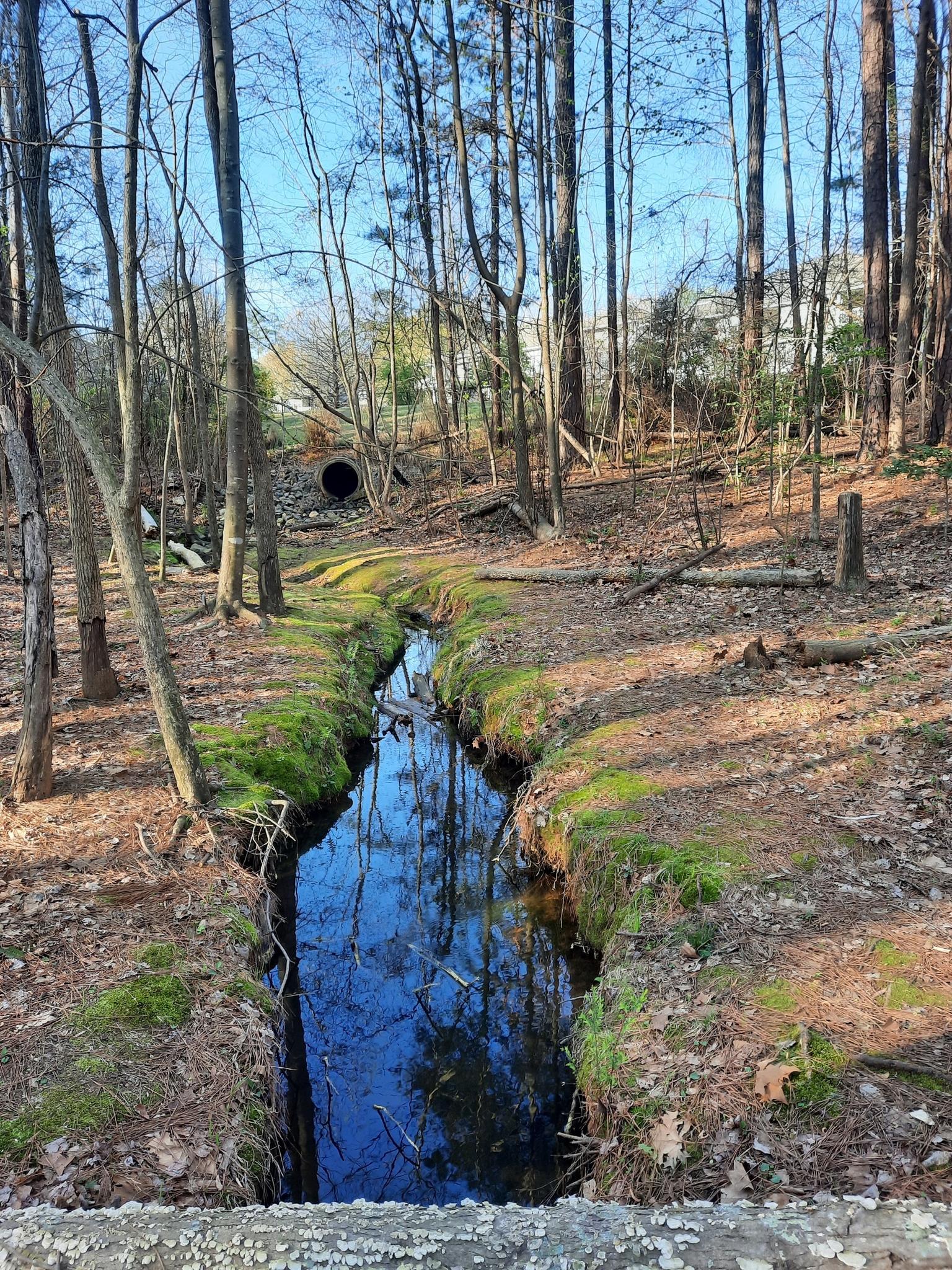 A narrow stream flows through a forest with mossy banks and tall trees.