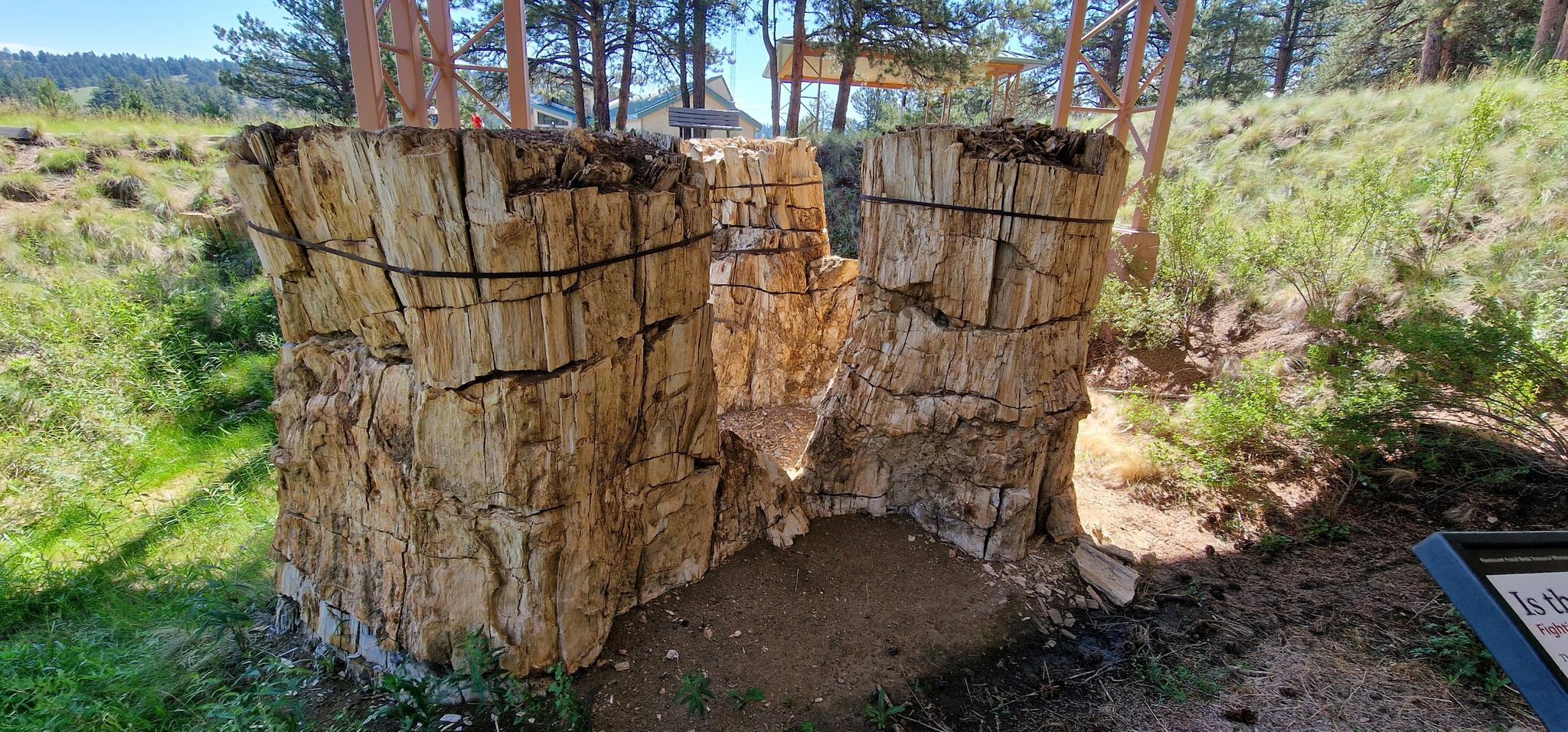 Two large, light-colored petrified wood stumps, bound and split, in a sunny, grassy area.
