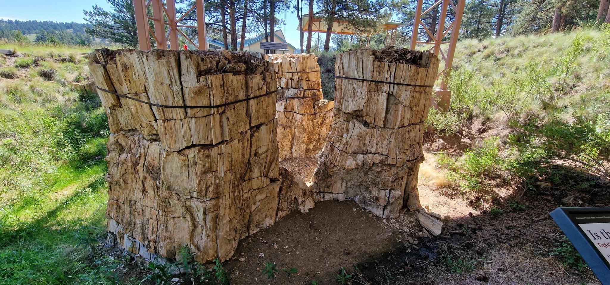 Two large, light-colored petrified wood stumps, bound and split, in a sunny, grassy area. - Ponderosa Loop Trail