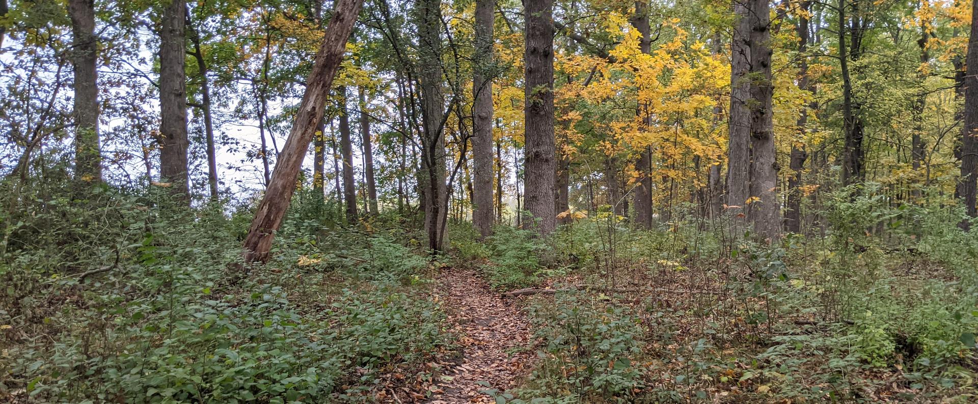A narrow dirt path winds through a forest with green and yellow autumn leaves.