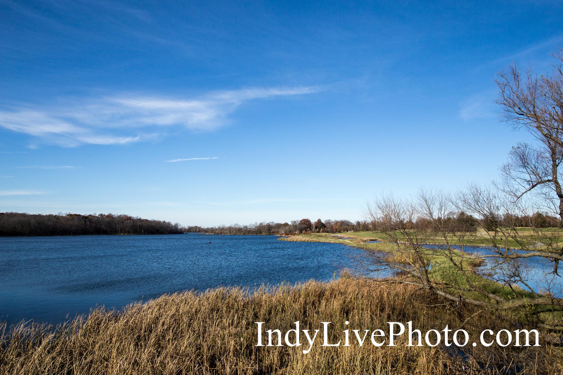 Sunny view of a calm lake with reedy foreground and distant trees.