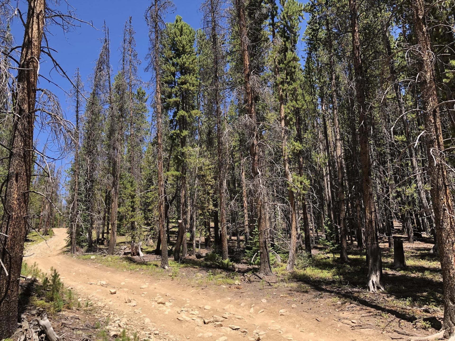 A sunny dirt road winds through a dense forest of pine trees.