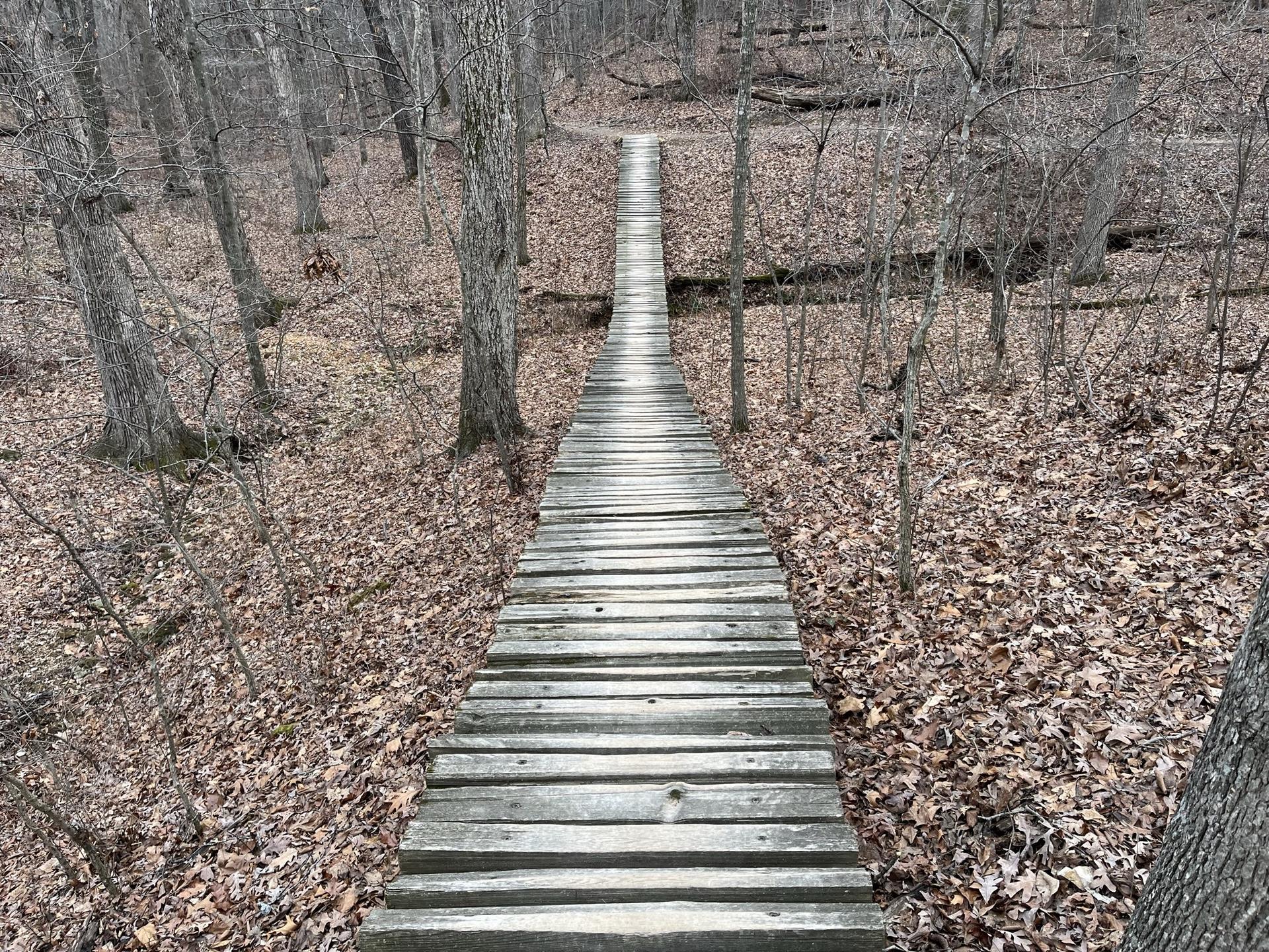 Long wooden boardwalk through a bare, leaf-covered forest.