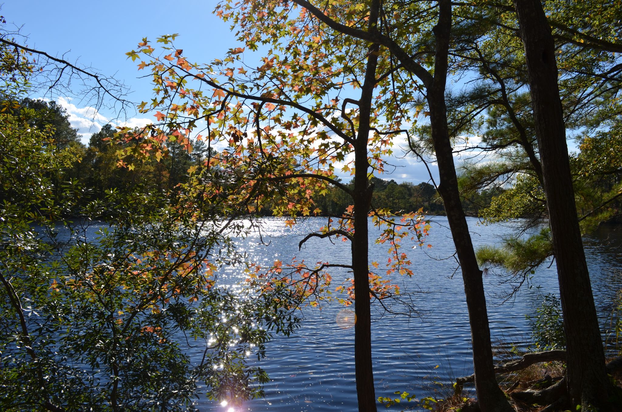 Bright sunlight reflects on a lake, framed by trees with autumn leaves. - Cape Henry Trail
