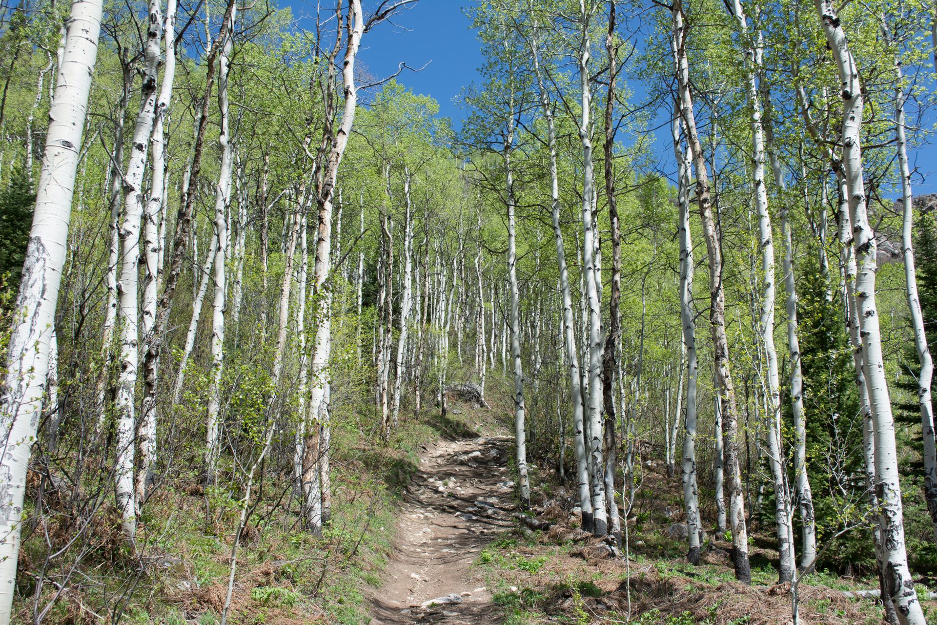 A winding dirt path ascends through a dense forest of white-trunked aspen trees.