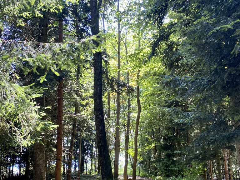 Pollhammer Wald: Mountainbike-Touren und -Trails | komoot