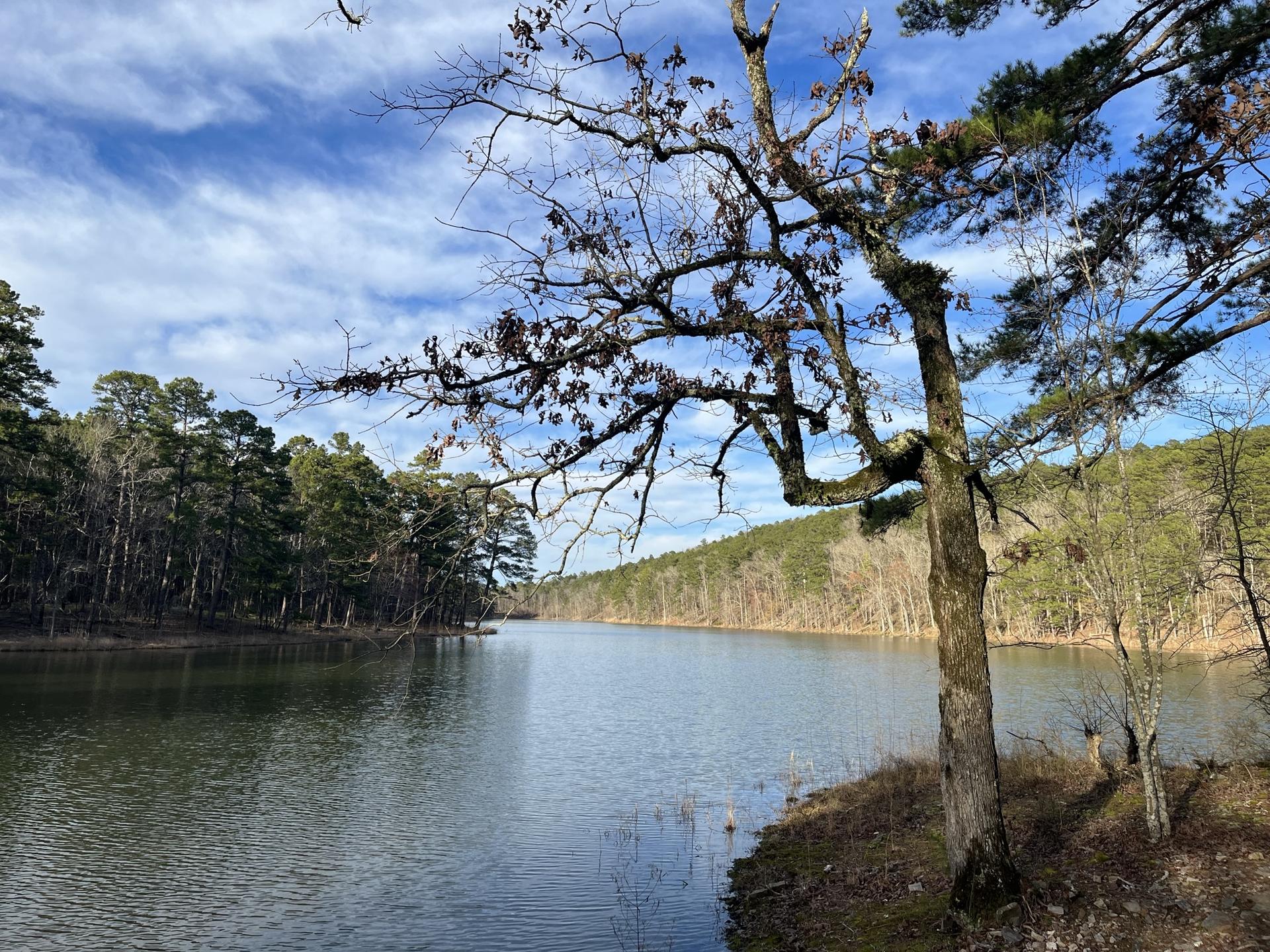 Expansive lake view with a large, gnarled bare tree in the foreground, sunny.